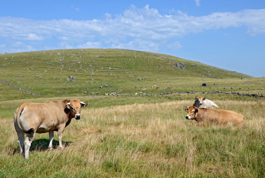 Aubrac